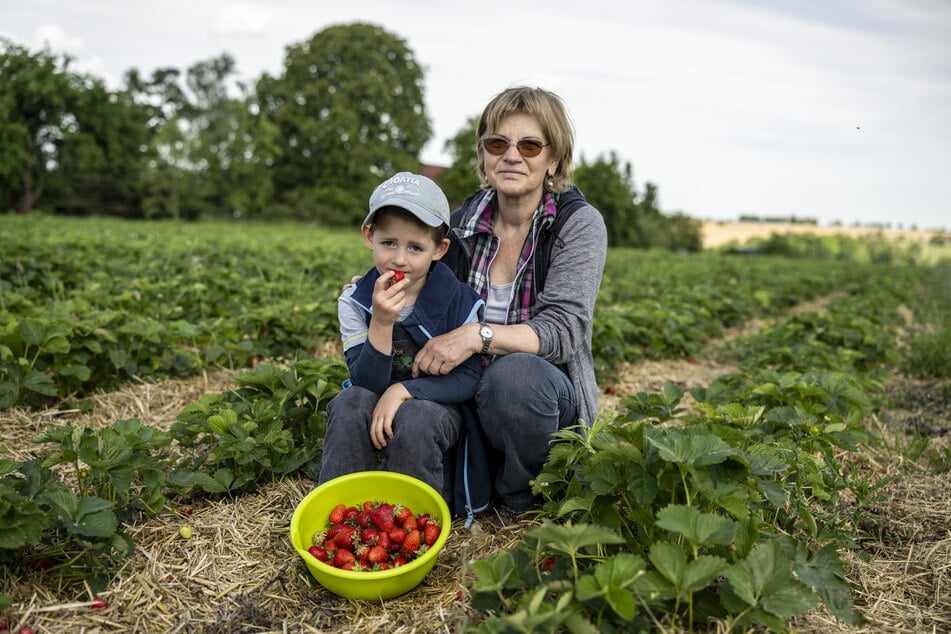 Max (4) pflückte gestern mit seiner Oma Claudia Mommsen (69) in Zettlitz eine Schüssel frischer Beeren.