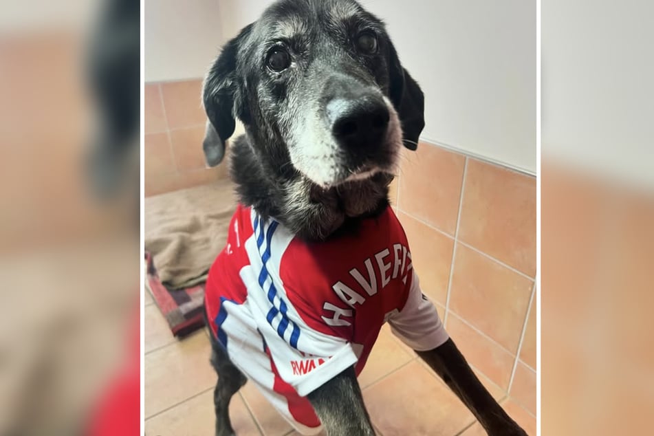 Bürohund Heavy hatte die große Ehre, mit dem signierten Havertz-Trikot für einen Schnappschuss zu posieren.