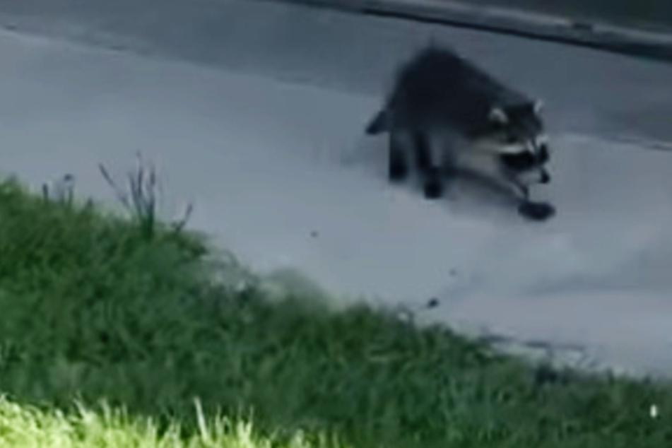 Raccoon shocks in "special rescue": "It felt like a Disney moment"