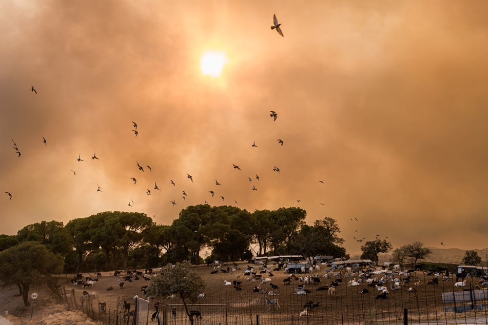 In San Martín de Valdeiglesias fliegen Vögel durch dichte Rauchwolken über eine Ziegenherde während eines Waldbrandes.