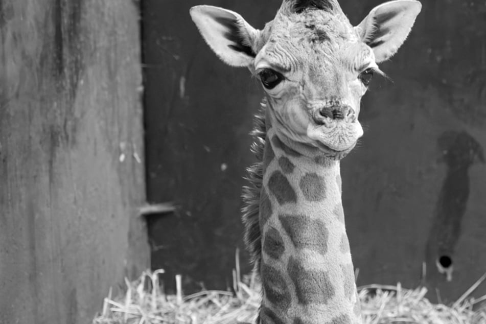 Kato wurde nur rund drei Monate alt: Zoo trauert um Giraffen-Baby