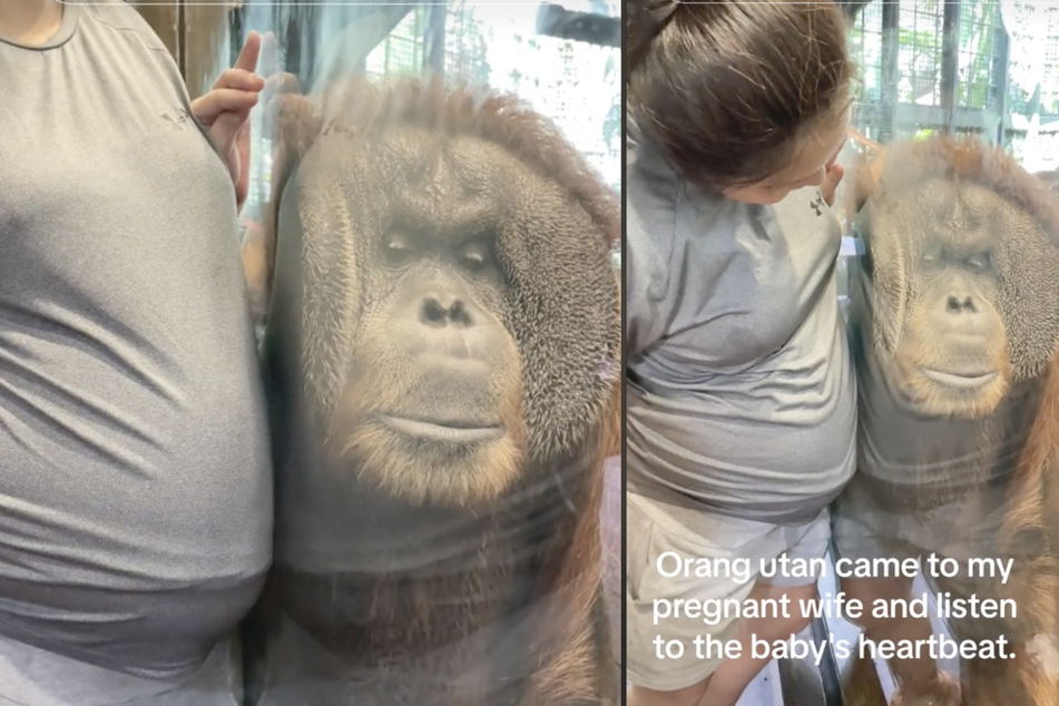 Im Video sieht man, wie der Affe seinen Kopf gegen die Scheibe seines Geheges presst, um ganz nah am Babybauch zu sein.