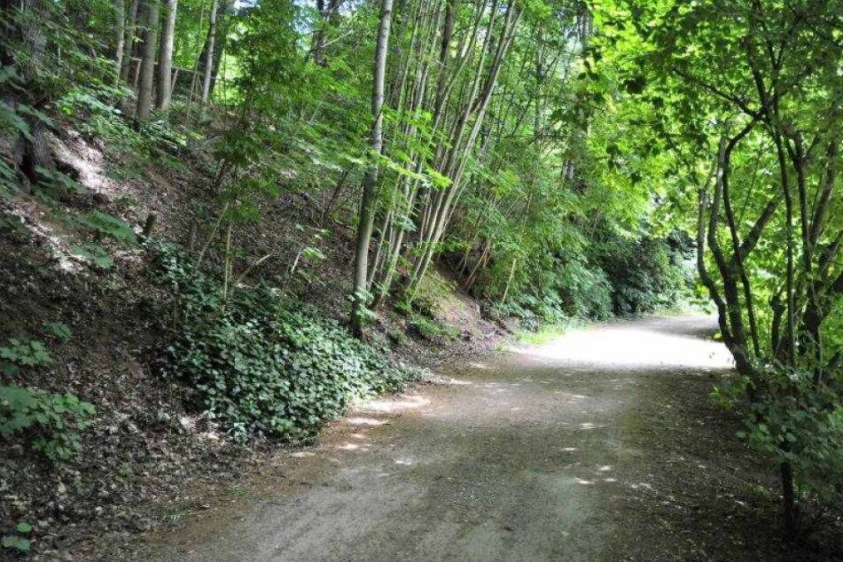 Auf diesem Weg im Stadtpark wurde die Joggerin Mitte Juli überfallen.