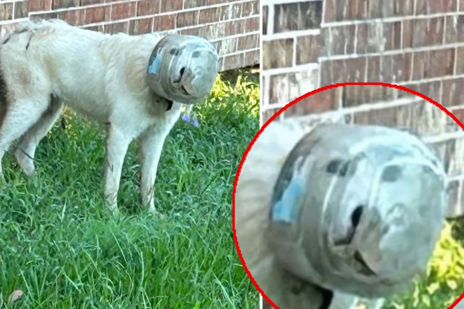 Dog with plastic container stuck on head leads police to launch massive search operation
