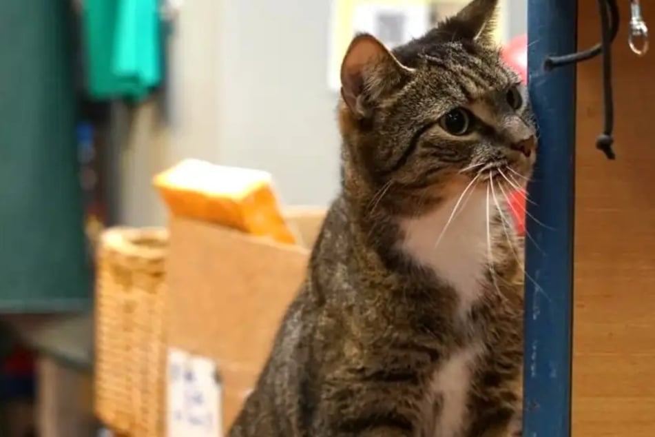 Er ist schüchtern, aber hat sein Herz am rechten Fleck: Wer bietet Kater Tobias ein ruhiges Zuhause?