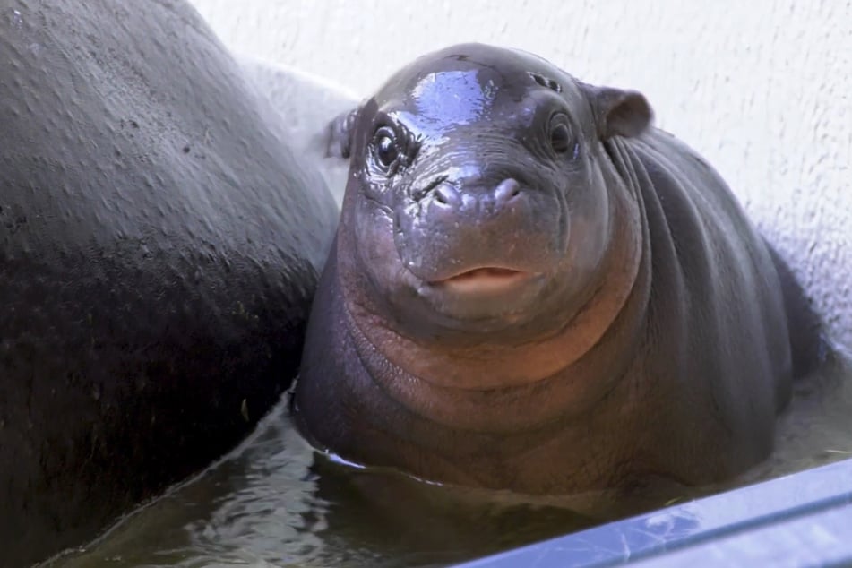 Das Mini-Hippo aus dem Zoo Berlin braucht eine professionelle Badebegleitung.