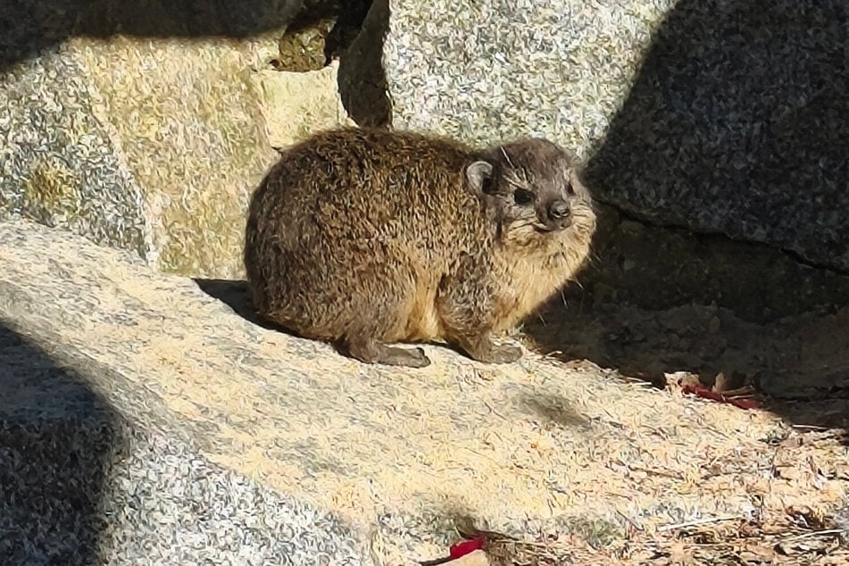 Klippschliefer dösen tagsüber an warmen Felsen.