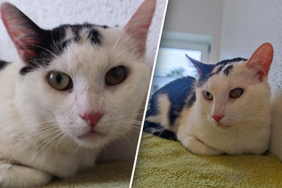 Kater "August" hofft auf ein ruhiges Plätzchen und auf genug Zeit, um Vertrauen aufzubauen.