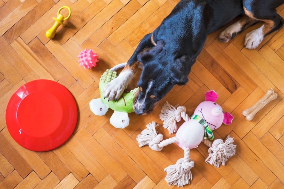 Ob Plüschtier, Bällchen oder Kaustrick: Hunde lieben es zu spielen!