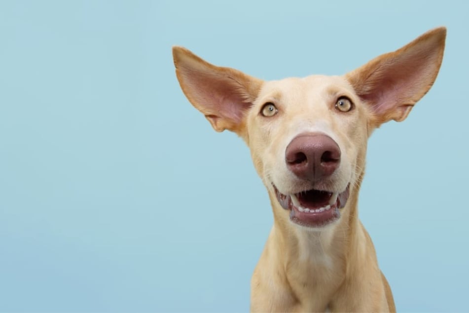 Beliebte Hunde mit langen Ohren: 5 Hunderassen zum Verlieben