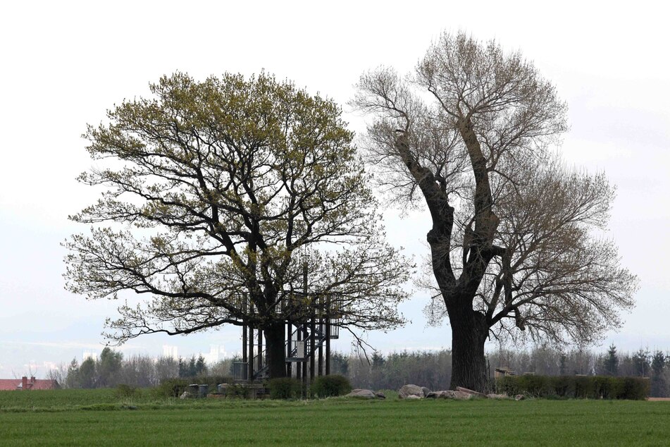 Die zwei Täter bestellten sich das Taxi zur Babisnauer Pappel - einer der bekanntesten Dresdner Bäume. (Archivbild)