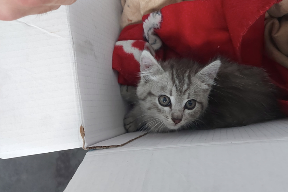 Die Katze miaute immer wieder während der Fahrt.