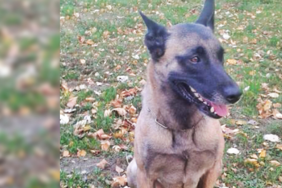 Einbrecher flieht und entkommt der Polizei, doch mit Hund "Elli" rechnet er nicht!