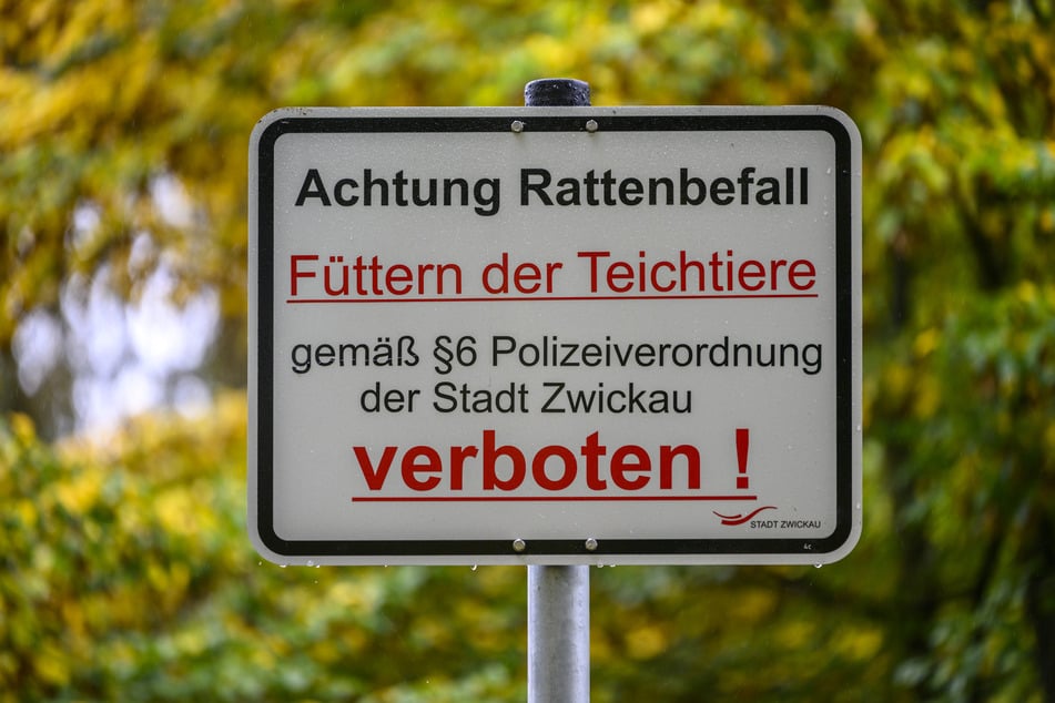 Mit Hinweisschildern will die Stadt Zwickau das Ratten-Aufkommen in Zwickau-Neuplanitz eindämmen.