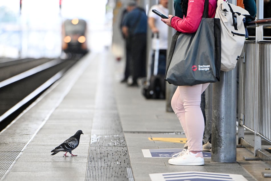 Tauben sind sehr ortstreue Tiere, weshalb ein intakter Taubenschlag auf dem Hauptbahnhof eine Möglichkeit wäre, die Tiere zu schützen.