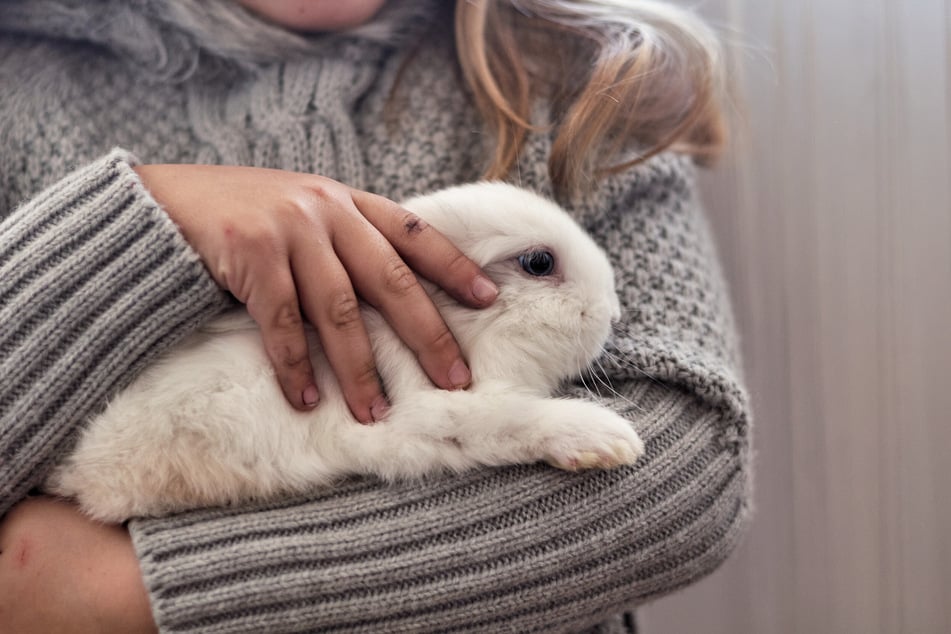 Trommelt ein Kaninchen, sollte man beruhigend darauf einwirken.
