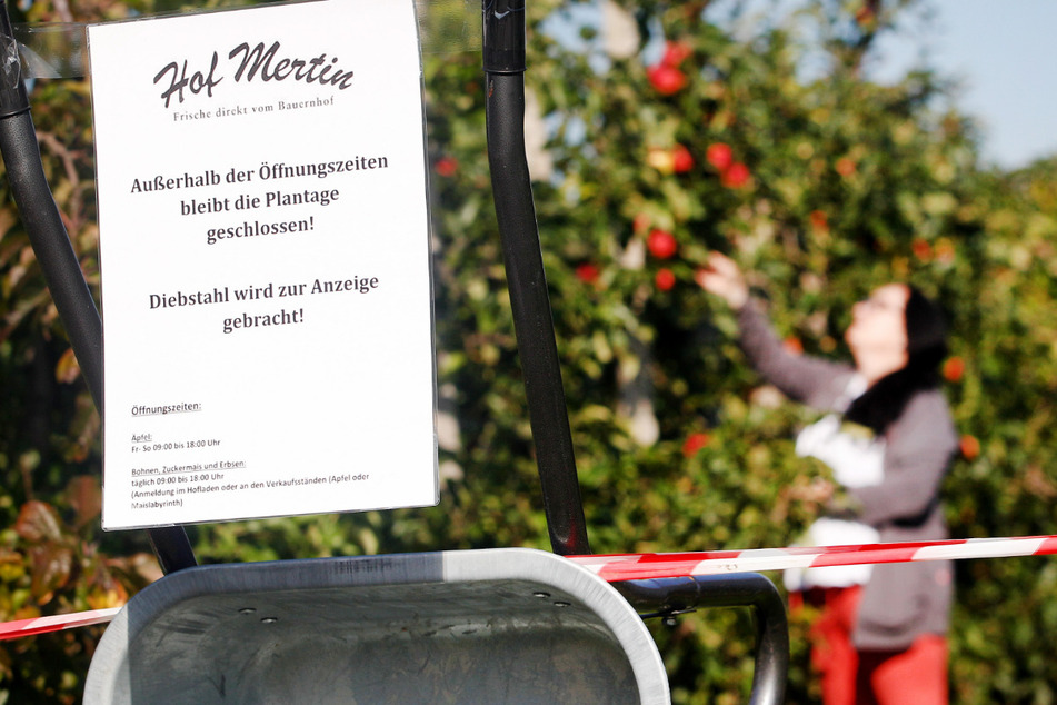 Mit dem Anhänger Äpfel klauen: Obstdiebe machen Bauern Probleme