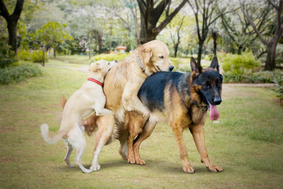 A dog owner should intervene if their pooch starts ramming other animals.