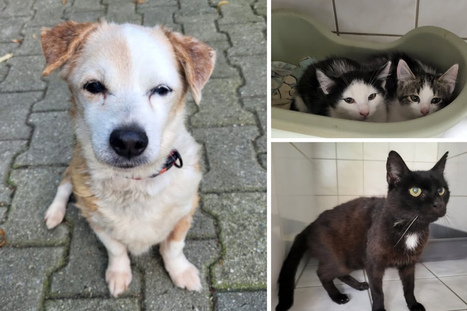 Hündin Fiolka (l.), Kater Sir William (r. u.) und zwei Katzenkinder konnte dank des Tierheim-Fonds bereits geholfen werden.