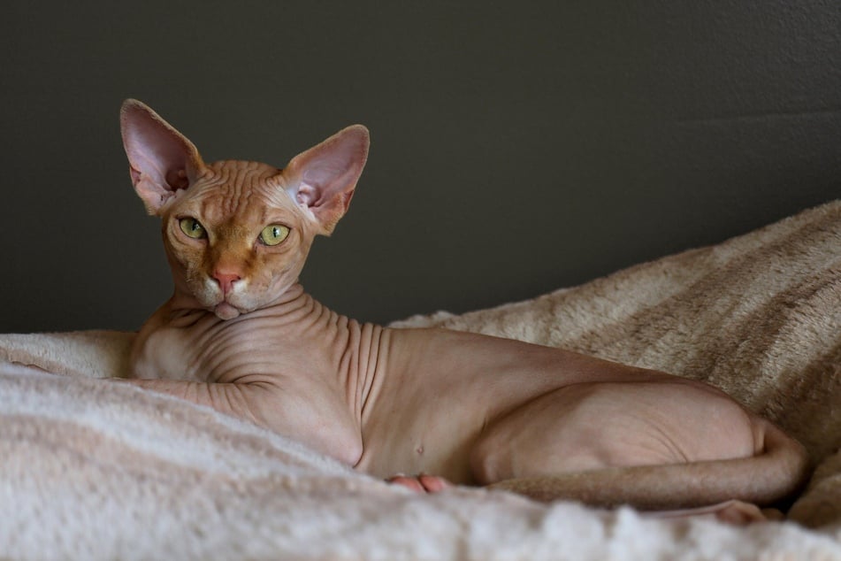 Die außergewöhnlichen Sphynx-Katzen benötigen viel Pflege und Zuneigung.