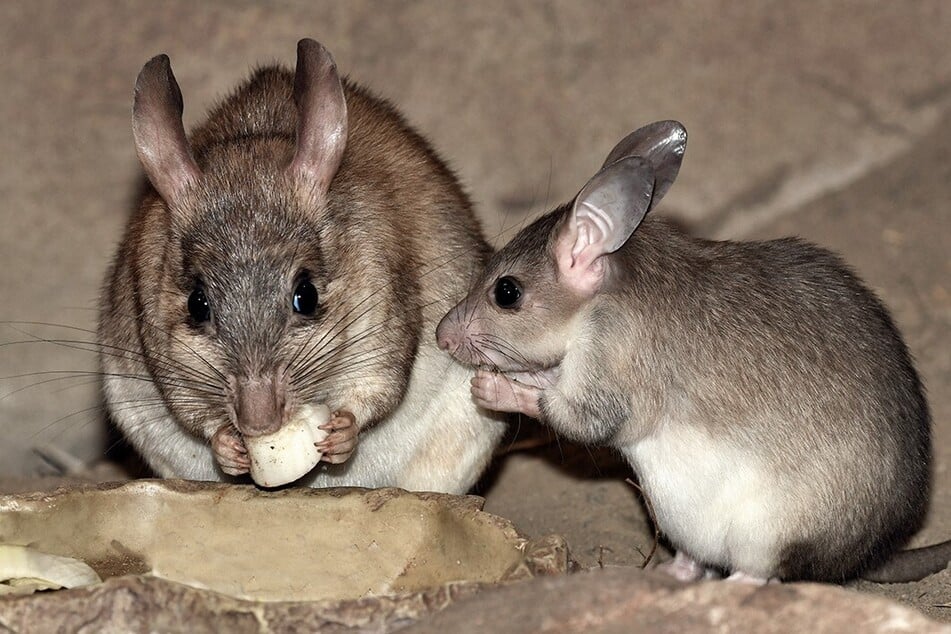 "Noely" (r.) sorgt im Kölner Zoo für große Freude: Der Nachwuchs der seltenen Madagaskar-Springratten ist ein wichtiger Erfolg für den Artenschutz.