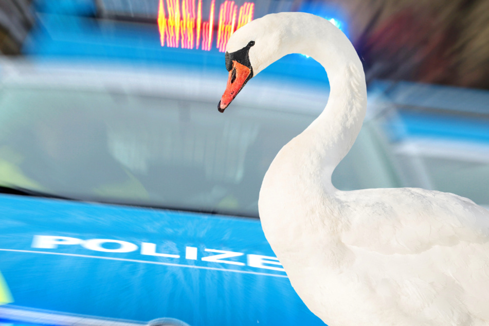 Die Polizei musste sich mit einem renitenten Schwan herumschlagen (Symbolbild).