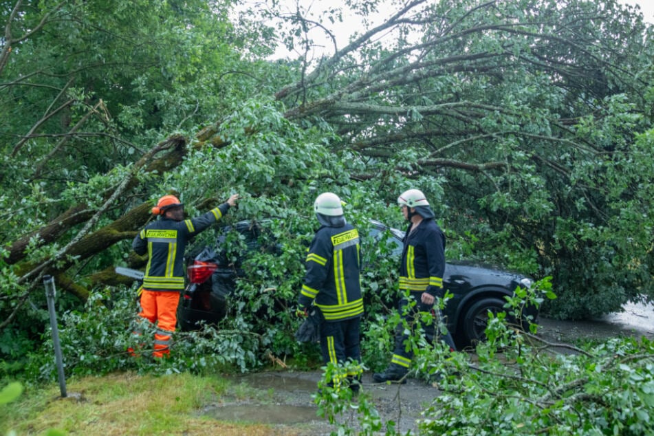 Ein Baum stürzte auf zwei geparkte Fahrzeuge.