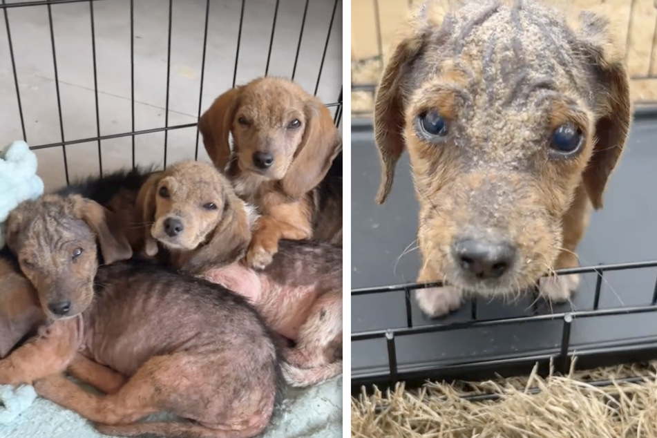 Beagle puppies abandoned in dumpster shock TikTok users
