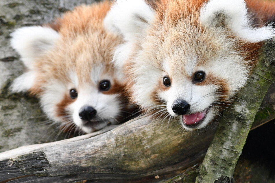 Zuckersüßer Zuwachs im Opel-Zoo: Babys der Roten Pandas zeigen sich der Öffentlichkeit