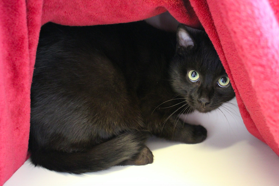 Kater Billy.