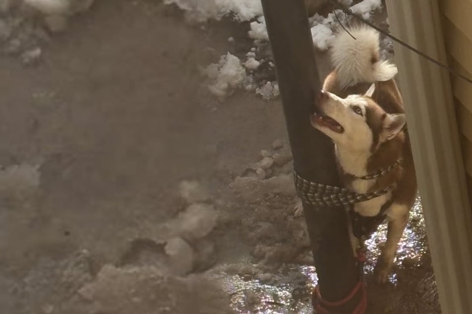 Husky brutal an Pfahl geknebelt: Als man ihn dann röntgt, kommt Schreckliches ans Licht