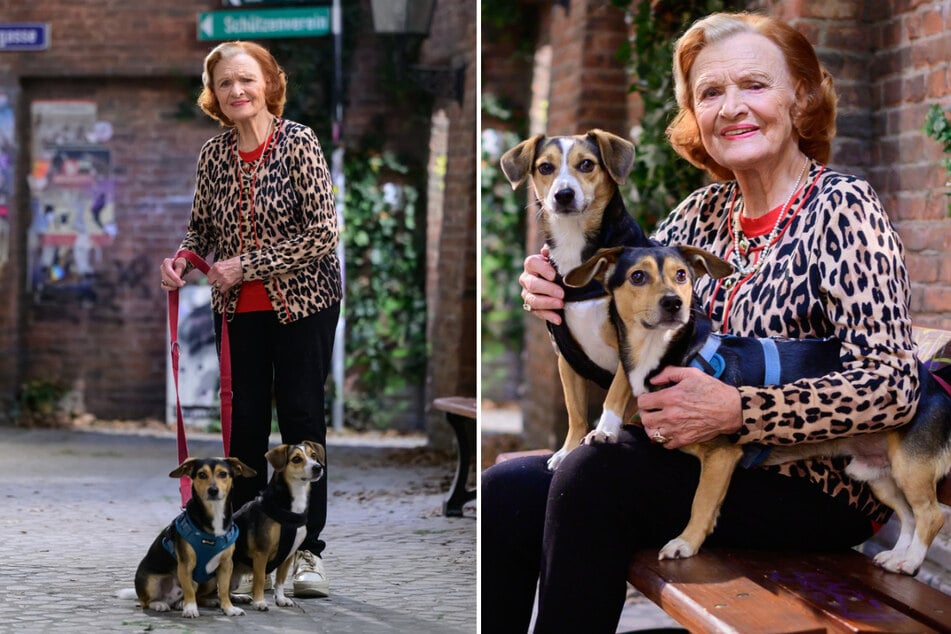 "Rote Rosen"-Urgestein Brigitte Antonius (91) bringt zu den Dreharbeiten ihre beiden Jack-Russell-Terrier Peppi und Poldi mit.