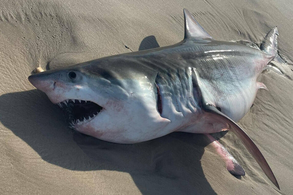 Dieser 2,50 Meter große Weiße Hai wurde am Strand von Quogue im Großraum New York angespült. Es handelt sich offenbar um ein Jungtier.