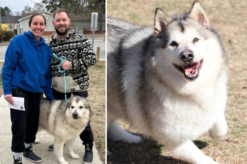 Überglücklich: Seine Besitzer haben Denali endlich zurück.