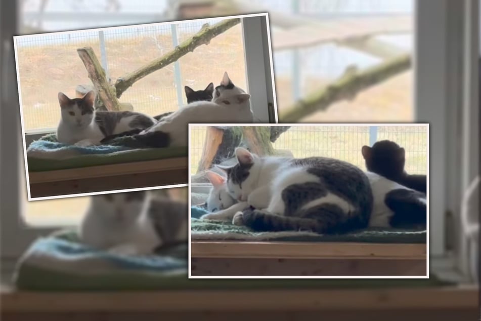 Kuscheln, Spielen, Putzen - das Trio macht einfach alles gemeinsam.