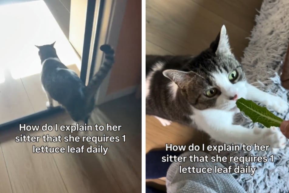 Statt Leckerlis: Diese Katze hat einen ungewöhnlichen Lieblingssnack
