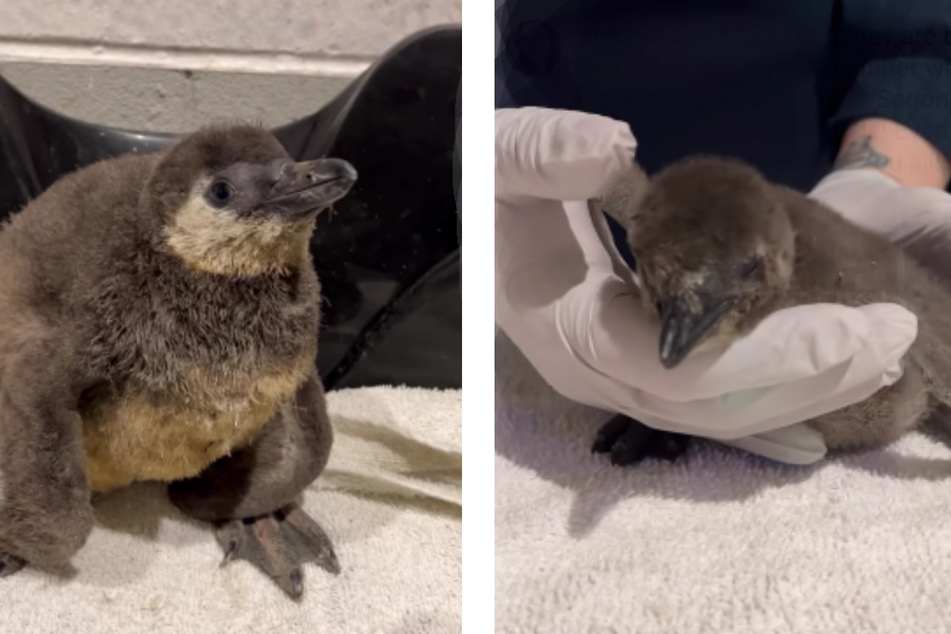 Three endangered African penguin chicks hatched at an aquarium in Scottsdale.