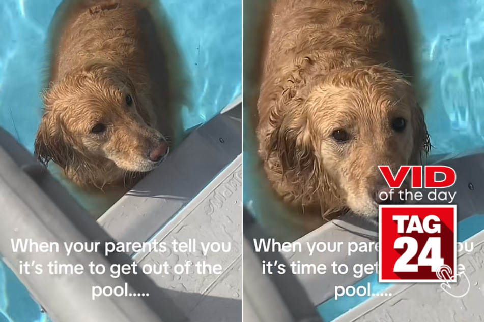 viral videos: Viral Video of the Day for June 30, 2023: Pool party pup's hilarious hesitation