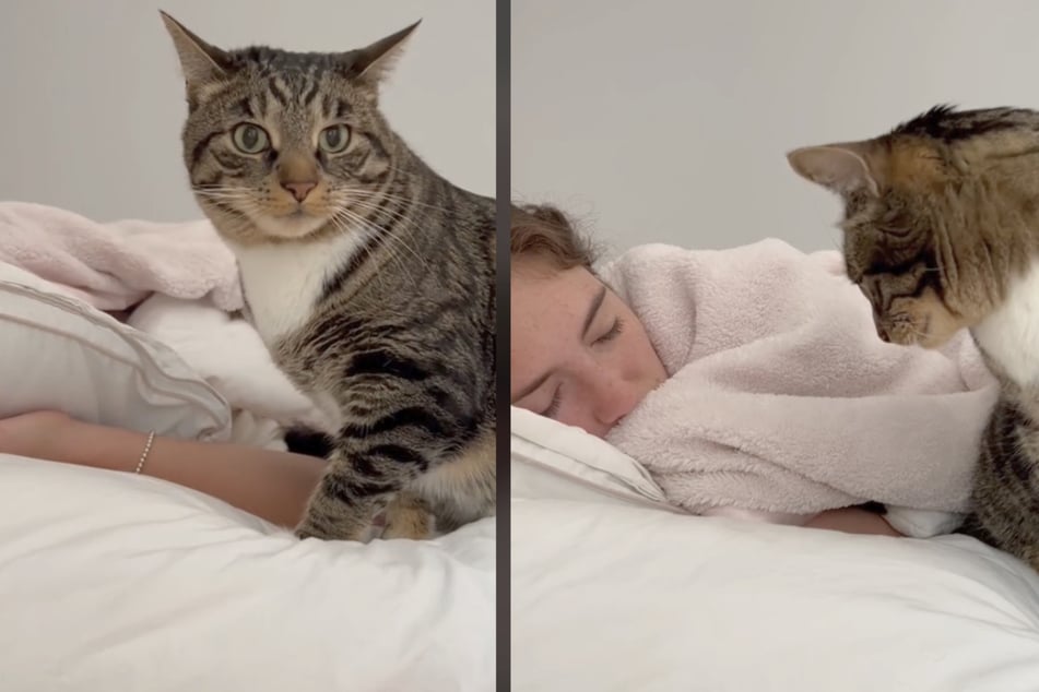 This cat is his human's alarm clock, but he's not always very nice.