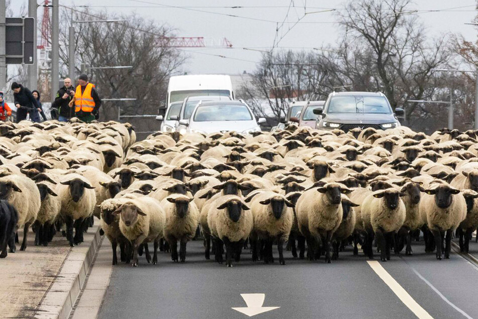 Dresden: Verkehrsbehinderung auf Albertbrücke: Schafe blockieren Fahrbahn!