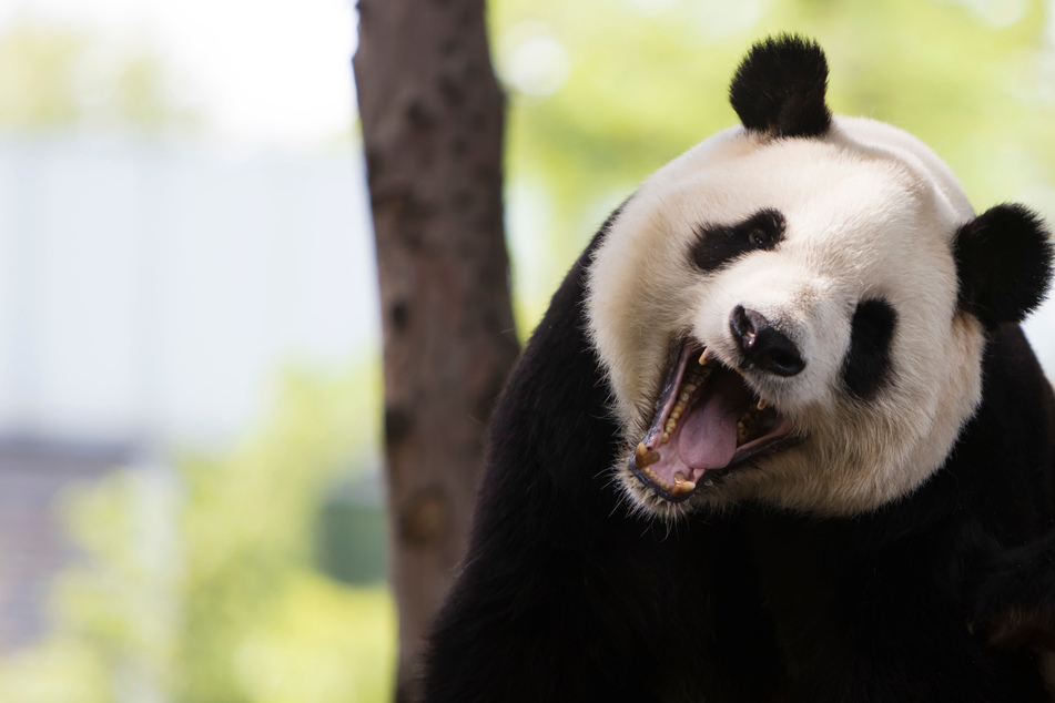 Tierpfleger nimmt direkten Kontakt mit Pandabär auf: Dann beginnt das Drama