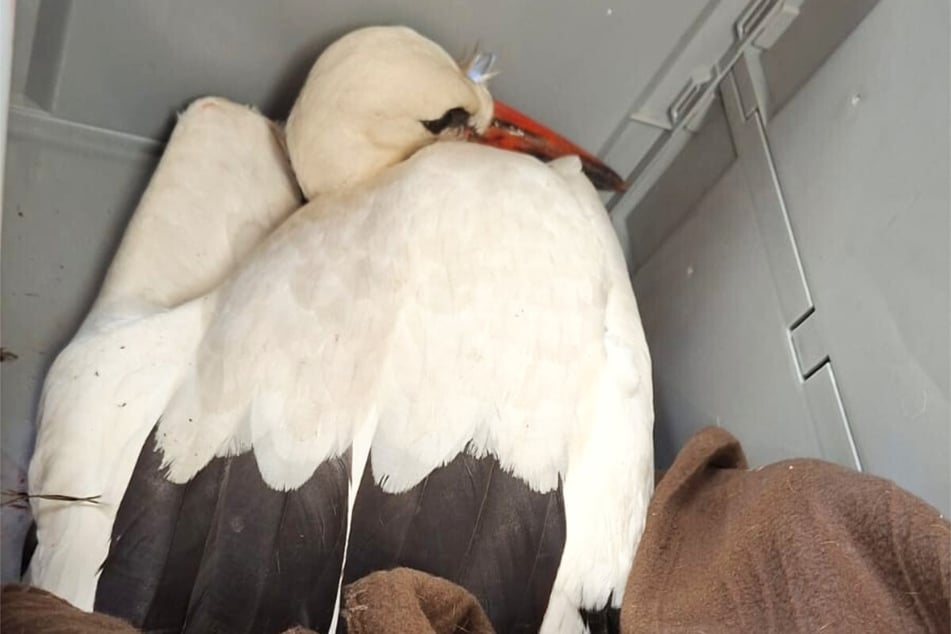 Der verletzte Storch musste am Dienstag operiert werden.