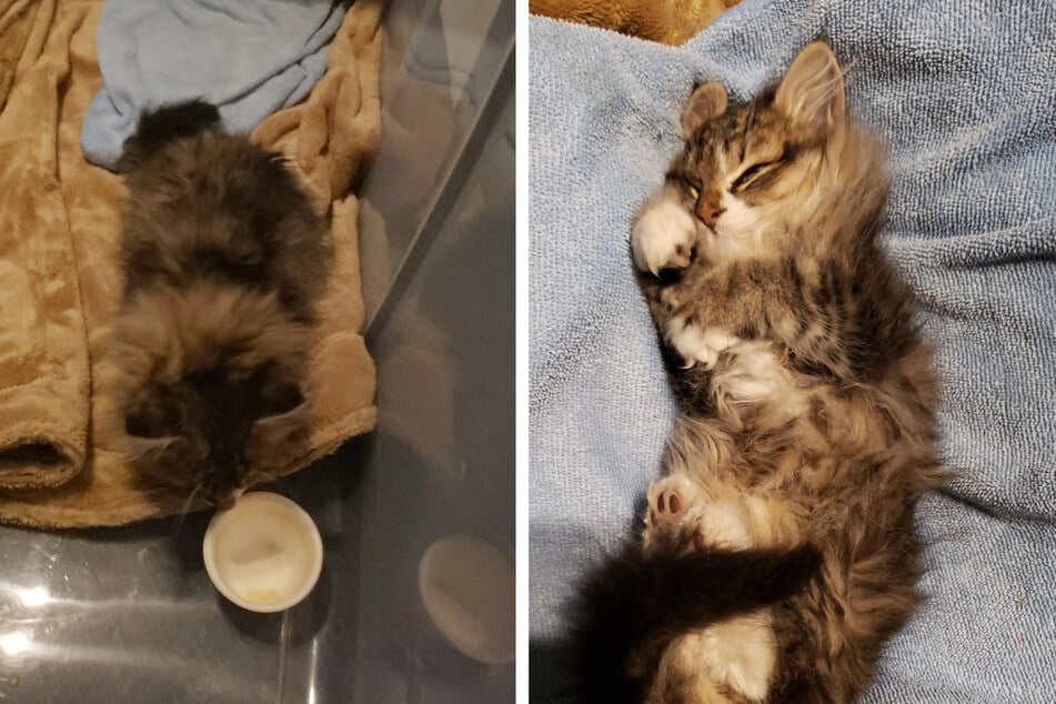 Mujer encuentra un gatito en la nieve; cuatro horas después publica una actualización triste.