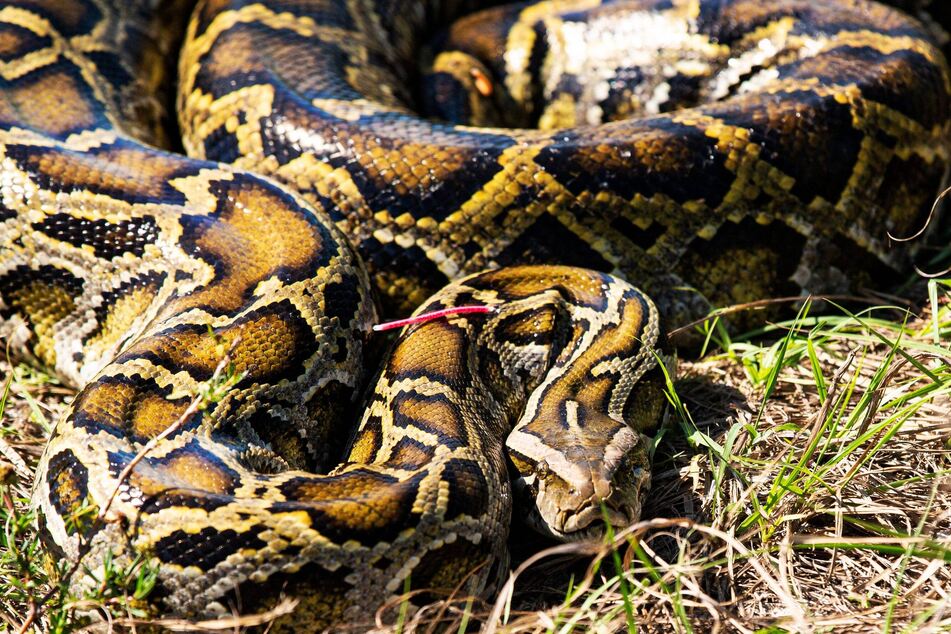 Burmese pythons were originally brought to the United States as pets from Southeast Asia.