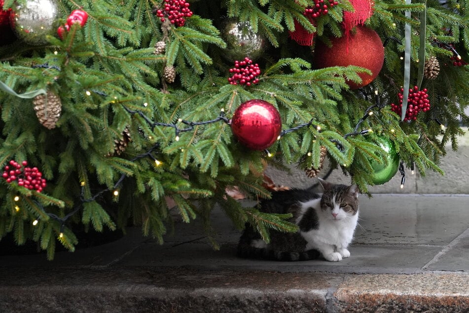 El refugio de animales Köln-Dellbrück sorprende este año en Instagram con una acción navideña muy especial. (Imagen simbólica)