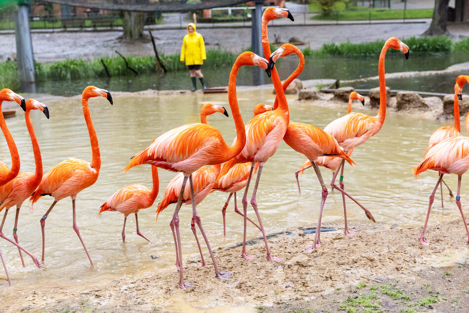 Lange bangte der Tierpark um die Roten Flamingos.