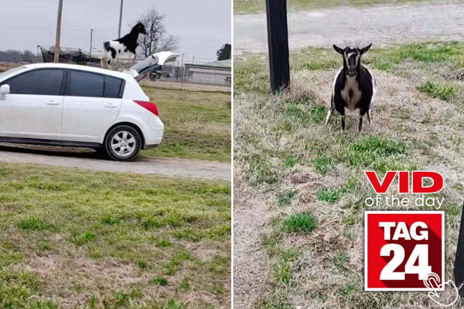 Today's Viral Video of the Day features a goat that took over a DoorDasher's car while he was completing an order!