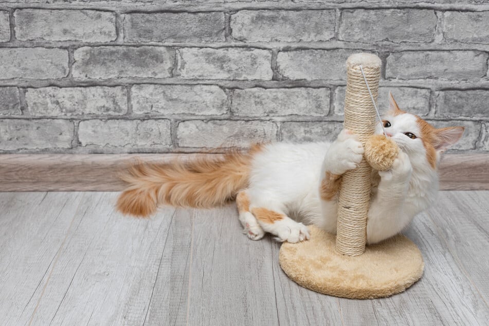 Manche Katzen müssen sich erst an den Kratzbaum gewöhnen.