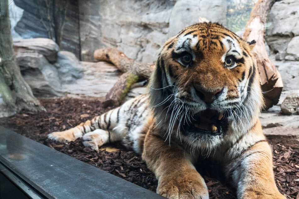 Tiger in Berliner Zoo gestorben: Darius mit 16 Jahren eingeschläfert