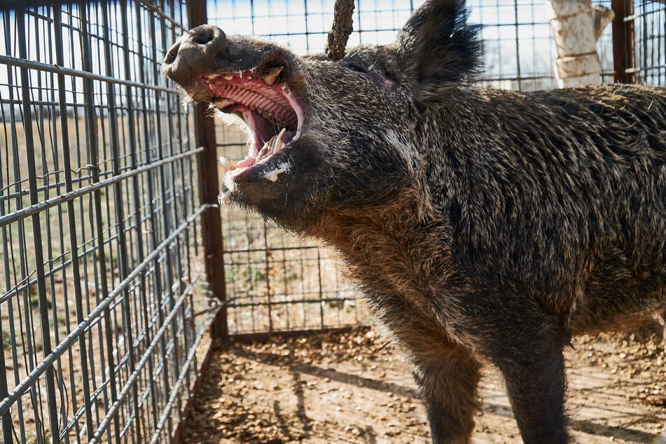 Ein unter Drogen stehender 46-Jähriger fühlte sich von Wildschweinen bedroht, die vermutlich gar nicht da waren. (Symbolbild)